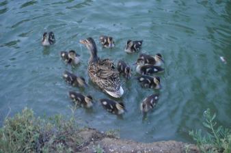 10308344_10203527908457636_8598303490965272722_n