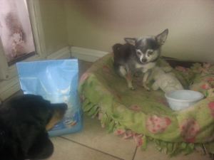 1907660_667558430005641_4089369130979053956_n