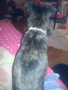 10665173_726423237452493_1305691938465411378_n