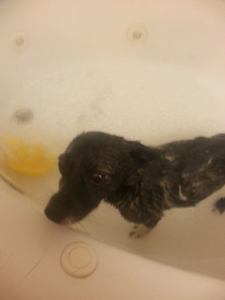 1779713_726423607452456_8588704763528283681_n