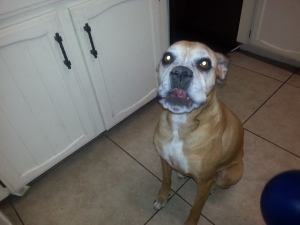 10264740_785049094923240_7949568308396458662_n