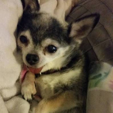 14435010_1138996912861788_1752222984078874776_o