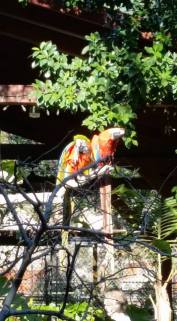 15726472_1234700336624778_1331622956858271029_n1