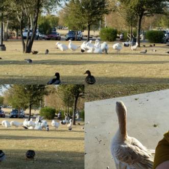 15585370_1220979767996835_849783247600367538_o