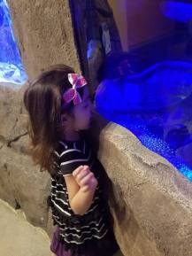 19702536_1427850227309787_7047212446697448762_n