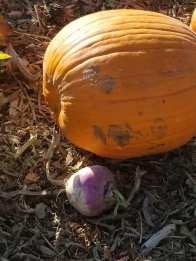 22365146_1510386245722851_3912284785141456492_n