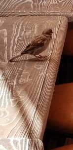 39409627_1873446356083503_7130883018423533568_o